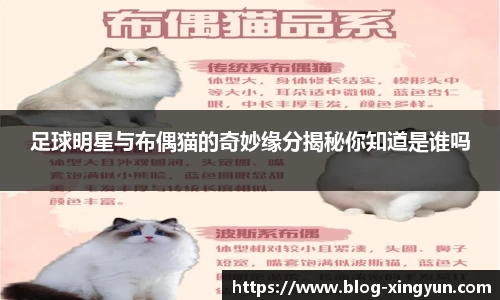 足球明星与布偶猫的奇妙缘分揭秘你知道是谁吗